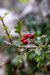 red berries on a tree