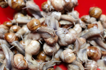 Snails closeup on red background. Many lively crawling garden snails with large shells