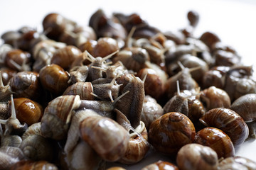 Snails closeup on white blurred background. Many lively crawling garden snails with large shells. Selective focus