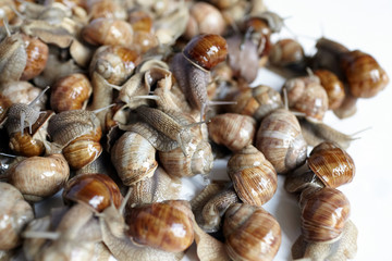 Snails closeup on white blurred background. Many lively crawling garden snails with large shells. Selective focus