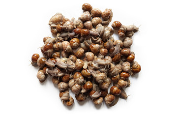 Snails heap. Many lively crawling garden snails with large shells, top view