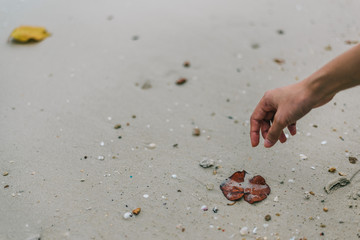 leaf on the beach