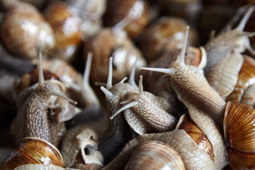 Snails closeup. Many lively crawling garden snails with large shells