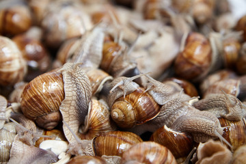 Snails closeup. Many lively crawling garden snails with large shells