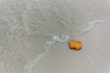 sea salt in a spoon