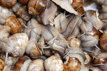 Snails closeup. Many lively crawling garden snails with large shells