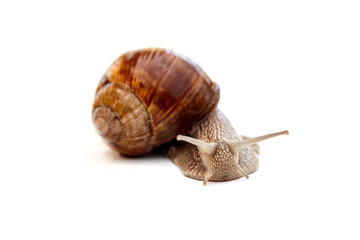 Live crawling garden snail isolated on white background