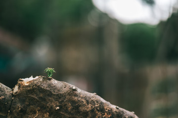 lizard on rock
