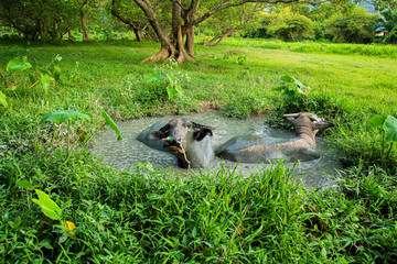 Thai buffalo, male and female, 2 in the mud pond, playing in the rice fields, Phuket, Thailand