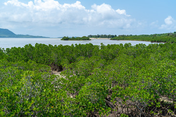 Fototapeta na wymiar 小浜島の海岸にあるマングローブ林