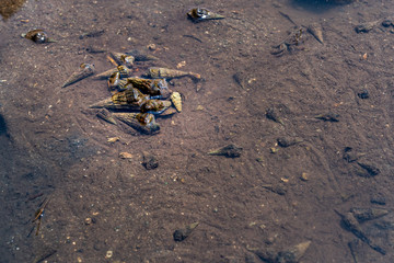 小浜島マングローブ林の干潮時