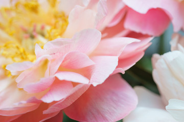 Fototapeta na wymiar Peonies pastel pink color close-up. Peony petals.