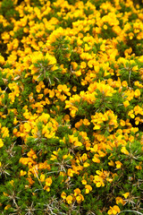 Common gorse and panoramic View of South Lewis and North Harris from Lochganvich. Achmore. Lewis...