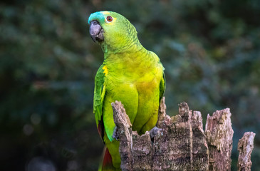 Papagaio Verdadeiro Amazona Aestiva