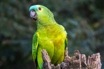 Papagaio Verdadeiro Amazona Aestiva