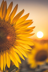 Obraz premium Tramonto in un campo di Girasoli nel bel mezzo della bellissima Toscana, in Italia
