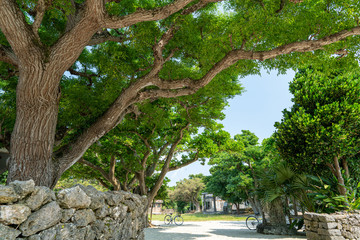 竹富島の世持御嶽－種子取祭の場所
