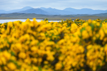 Tojo y vista Common gorse and panoramic View of South Lewis and North Harris from Lochganvich....