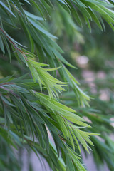 Green Leaves of Willow Tree, 