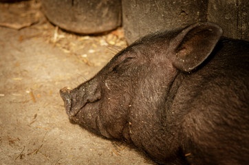 Śpiąca świnka wietnamska, zbliżenie na pysk. 