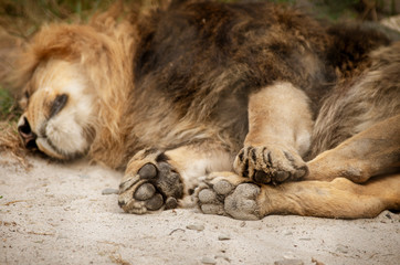 Śpiący samiec lwa, zbliżenie na łapy.  - obrazy, fototapety, plakaty