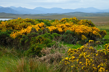 Tojo y vista Common gorse and panoramic View of South Lewis and North Harris from Lochganvich....