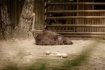 Struś leży i pilnujący strusich jaj.  © Aneta