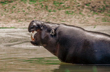 Hipopotam otwiera pysk i pokazuje kły. 