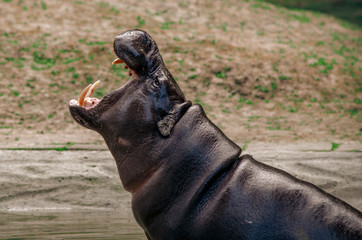 Hipopotam otwiera pysk i pokazuje kły.  © Aneta