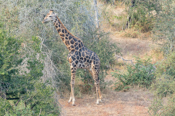 Landscape with giraffe in the Mpumalanga Province