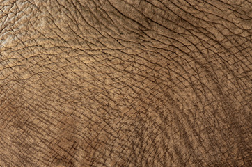 Szczegóły pomarszczonej skóry słonia.  - obrazy, fototapety, plakaty