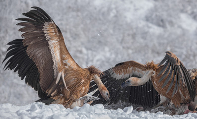 Griffon vultures (Gyps fulvus) fighting for food.