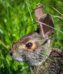 Swamp rabbit in the grass along the nature trail!