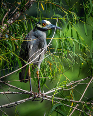 Yellow-crowned night heron hidden on a branch over a marsh!