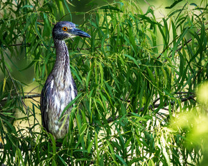 Yellow-crowned night heron out on a limb over the marsh!