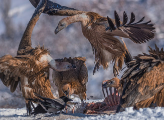 Great rout Griffon vulture (Gyps fulvus) fighting for food.