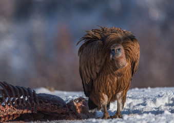 Griffon vulture (Gyps fulvus) after eating.