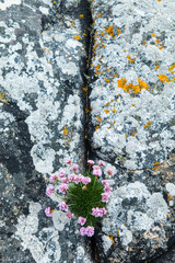 Armeria en costa de isla South Harris. Armeria on shore South Harris Island. Outer Hebrides....