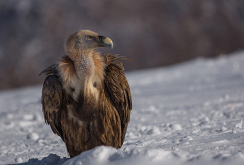 Griffon vulture (Gyps fulvus) looking for food.