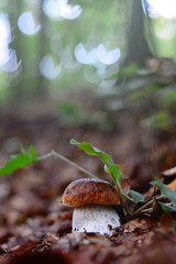 Boletus 