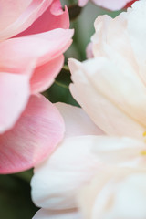 Obraz na płótnie Canvas Peonies pastel pink color close-up. Peony petals.