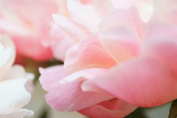Fototapeta na wymiar Peonies pastel pink color close-up. Peony petals.