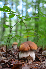 Boletus