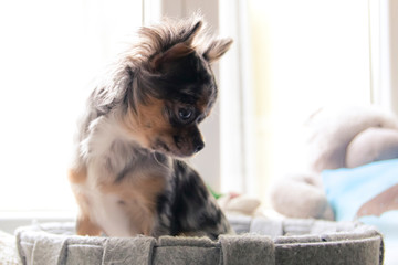 Cute merle chihuahua puppy