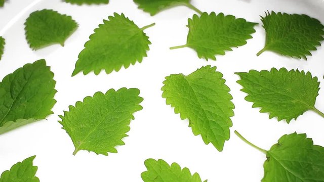 Mint leaf leaves closeup texture rotating video background