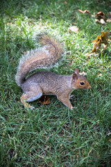 squirrel