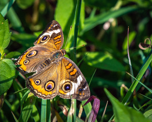 Common Buckeye butterfly resting on a blade of grass!