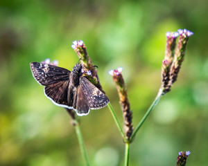 Funereal Duskywing on wildflowers along the nature trail in Pearland!
