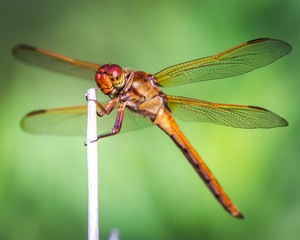 Needham's Skimmer on a dry stalk!