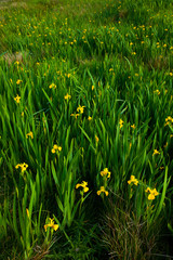 Lirio amarillo (Iris pseudacorus)